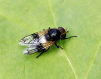 Pied Plumehorn Volucella pellucens