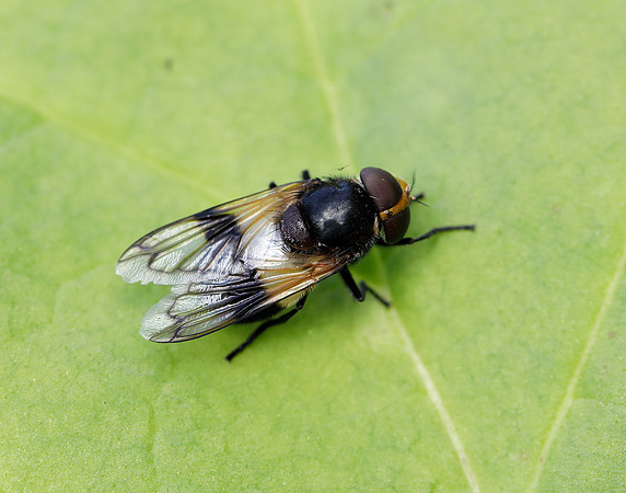 Pied Plumehorn Volucella pellucens