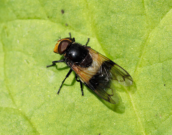 Pied Plumehorn Volucella pellucens
