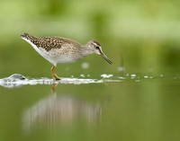 Wood Sandpiper Tringa glareola