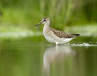 Wood Sandpiper Tringa glareola