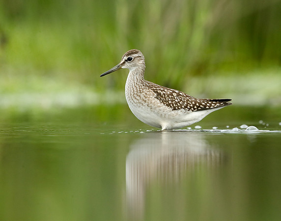 Wood Sandpiper Tringa glareola