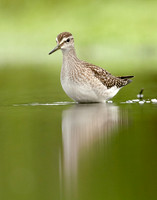 Wood Sandpiper Tringa glareola