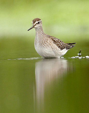 Wood Sandpiper Tringa glareola