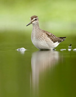 Wood Sandpiper Tringa glareola