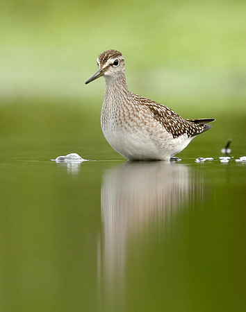Wood Sandpiper Tringa glareola