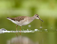 Wood Sandpiper Tringa glareola