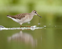 Wood Sandpiper Tringa glareola