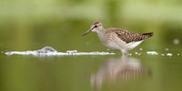 Wood Sandpiper Tringa glareola