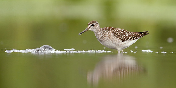 Wood Sandpiper Tringa glareola