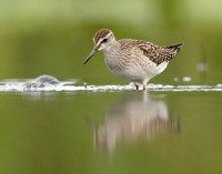 Wood Sandpiper Tringa glareola