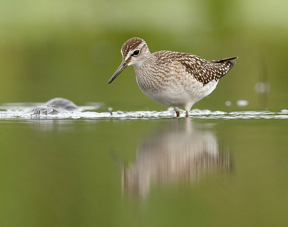 Wood Sandpiper Tringa glareola
