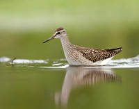 Wood Sandpiper Tringa glareola