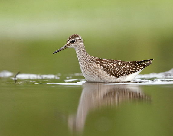 Wood Sandpiper Tringa glareola