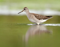 Wood Sandpiper Tringa glareola