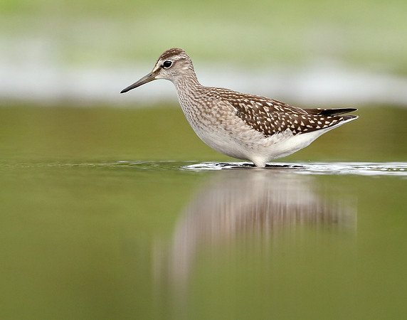 Wood Sandpiper Tringa glareola