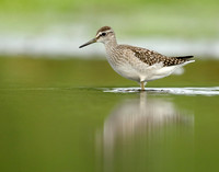 Wood Sandpiper Tringa glareola
