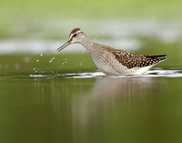 Wood Sandpiper Tringa glareola