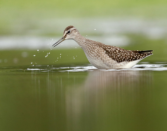 Wood Sandpiper Tringa glareola