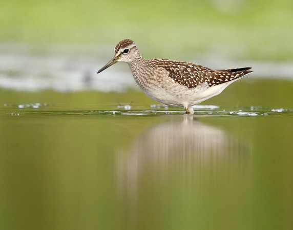 Wood Sandpiper Tringa glareola