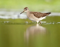 Wood Sandpiper Tringa glareola