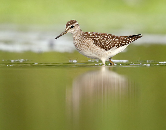 Wood Sandpiper Tringa glareola
