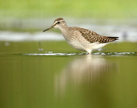 Wood Sandpiper Tringa glareola