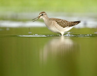 Wood Sandpiper Tringa glareola