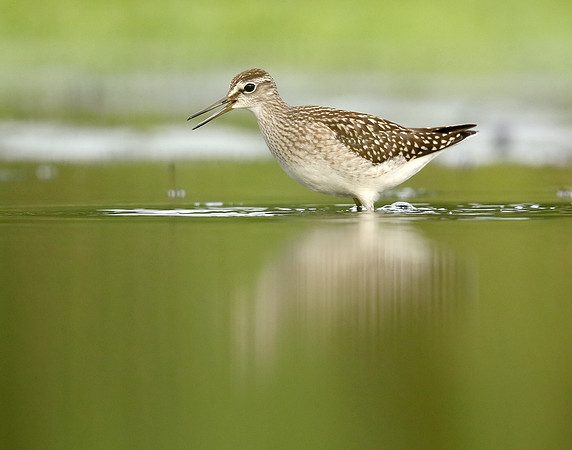 Wood Sandpiper Tringa glareola