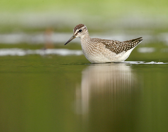 Wood Sandpiper Tringa glareola
