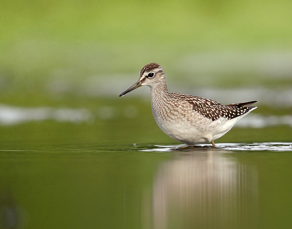 Wood Sandpiper Tringa glareola