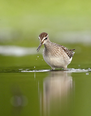Wood Sandpiper Tringa glareola