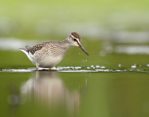 Wood Sandpiper Tringa glareola