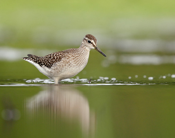 Wood Sandpiper Tringa glareola