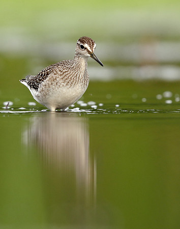 Wood Sandpiper Tringa glareola