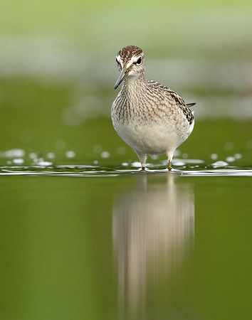 Wood Sandpiper Tringa glareola