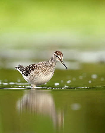 Wood Sandpiper Tringa glareola