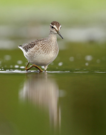 Wood Sandpiper Tringa glareola