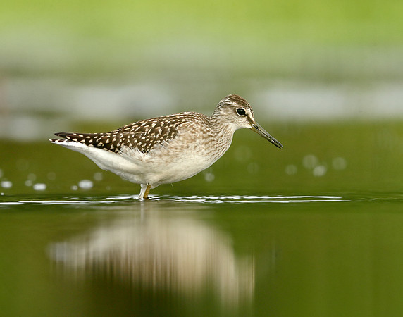 Wood Sandpiper Tringa glareola