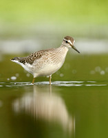 Wood Sandpiper Tringa glareola