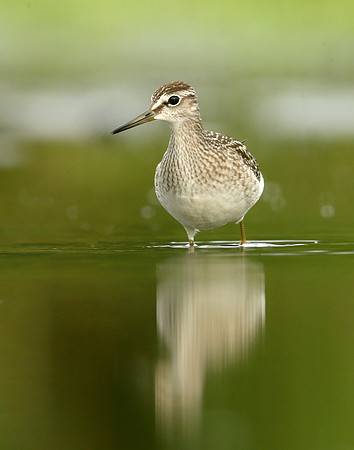 Wood Sandpiper Tringa glareola