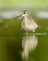 Wood Sandpiper Tringa glareola