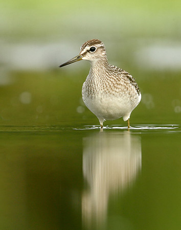 Wood Sandpiper Tringa glareola