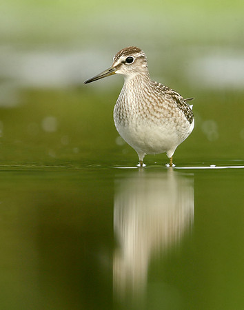 Wood Sandpiper Tringa glareola