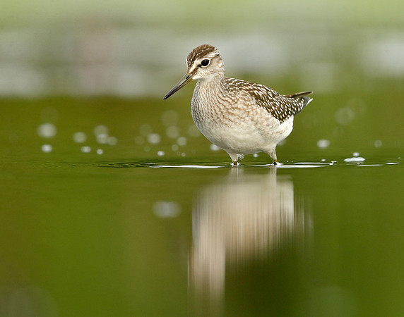 Wood Sandpiper Tringa glareola