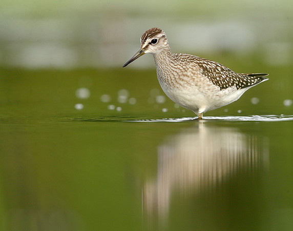Wood Sandpiper Tringa glareola