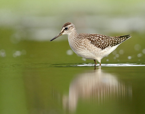 Wood Sandpiper Tringa glareola