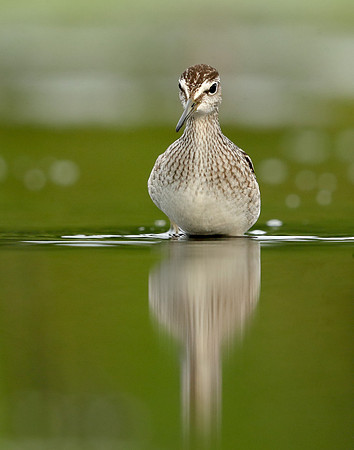 Wood Sandpiper Tringa glareola