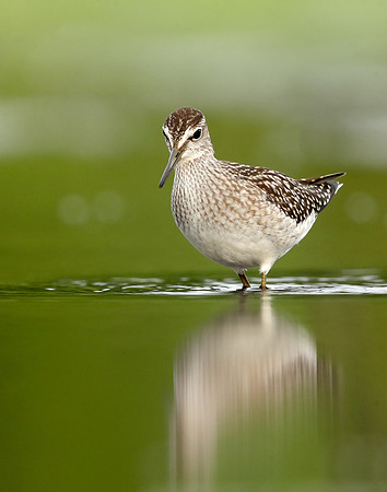 Wood Sandpiper Tringa glareola