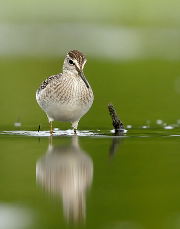 Wood Sandpiper Tringa glareola